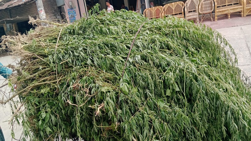 চাঁপাইনবাবগঞ্জে ৫,২৬০ টি তাজা ‘ভাং’ গাছ উদ্ধার